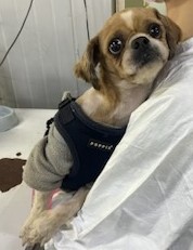 인천광역시수의사회_428352202400541